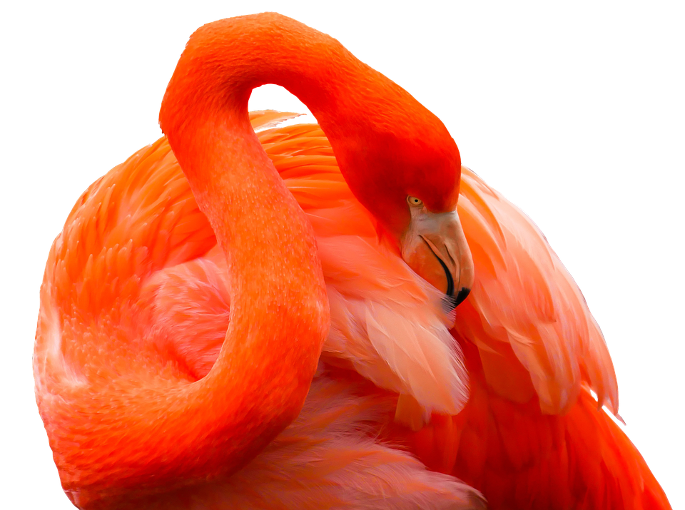 Vibrant Flamingo Curvature PNG
