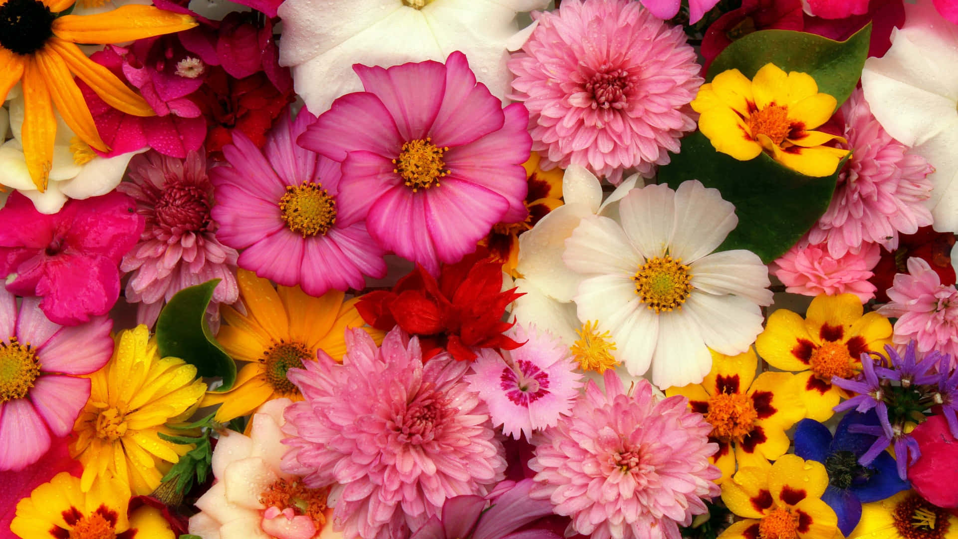 Vibrant Floral Array.jpg Wallpaper