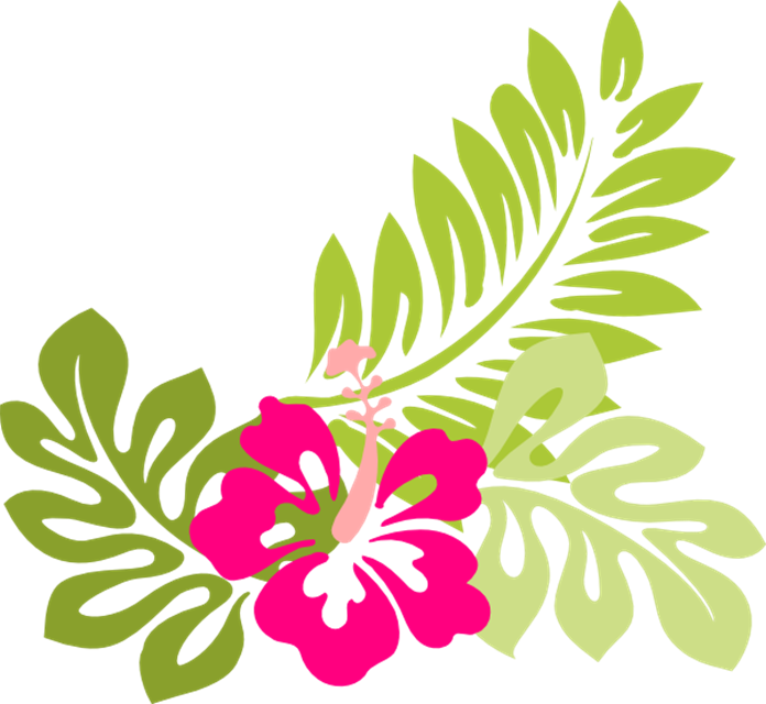 Vibrant Floral Clipart PNG