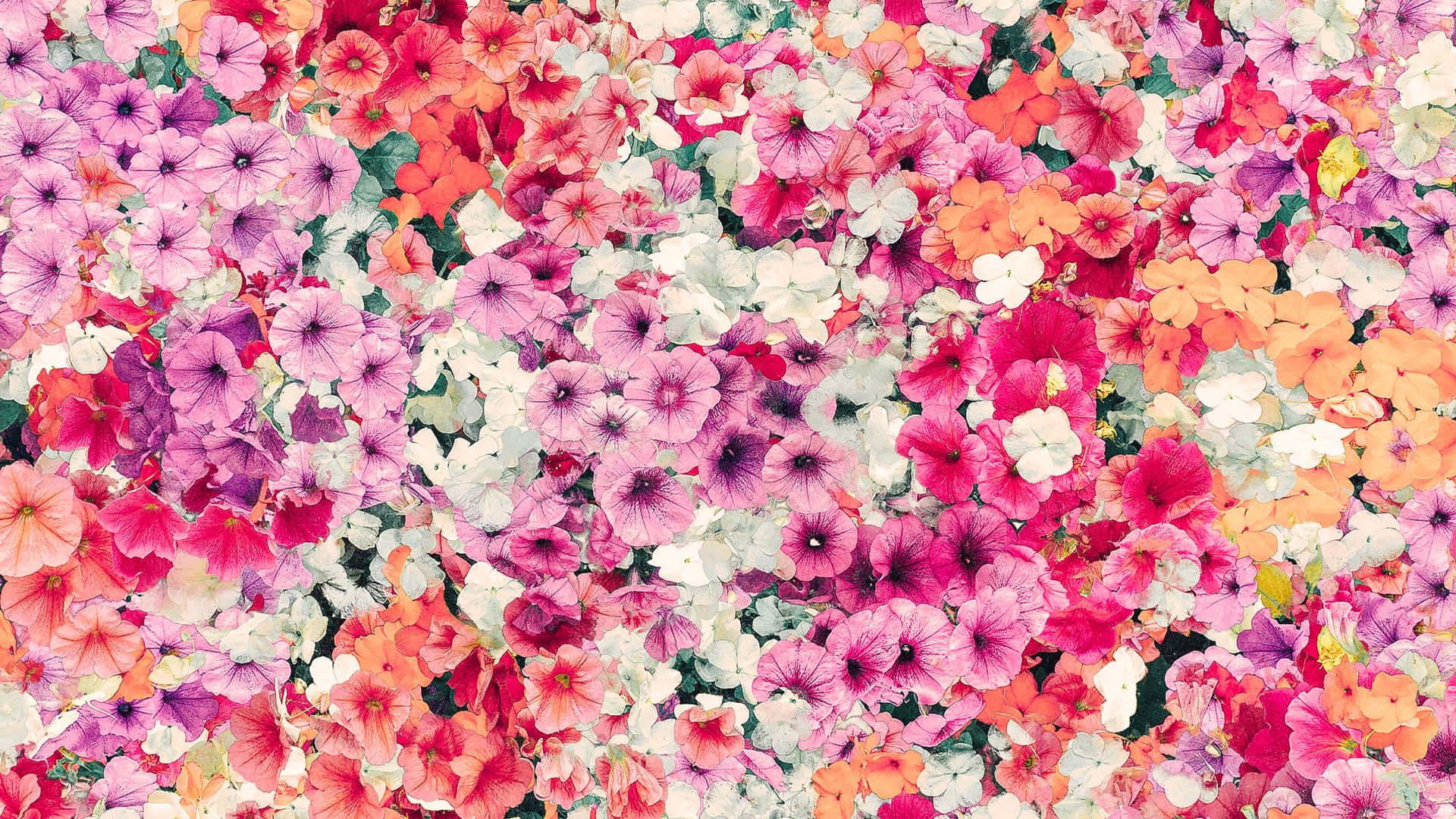 Vibrant Floral Explosion.jpg Wallpaper