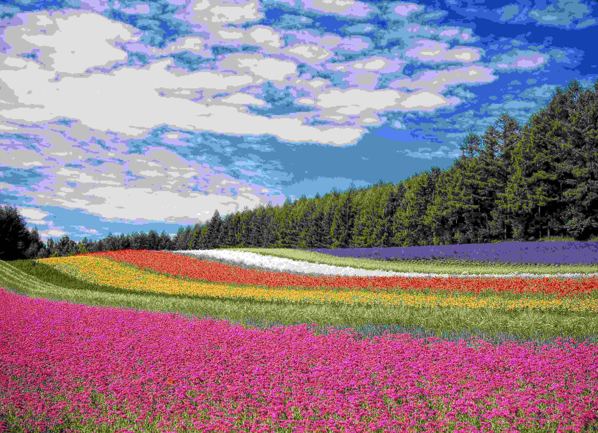 Vibrant_ Flower_ Fields_4 K Wallpaper