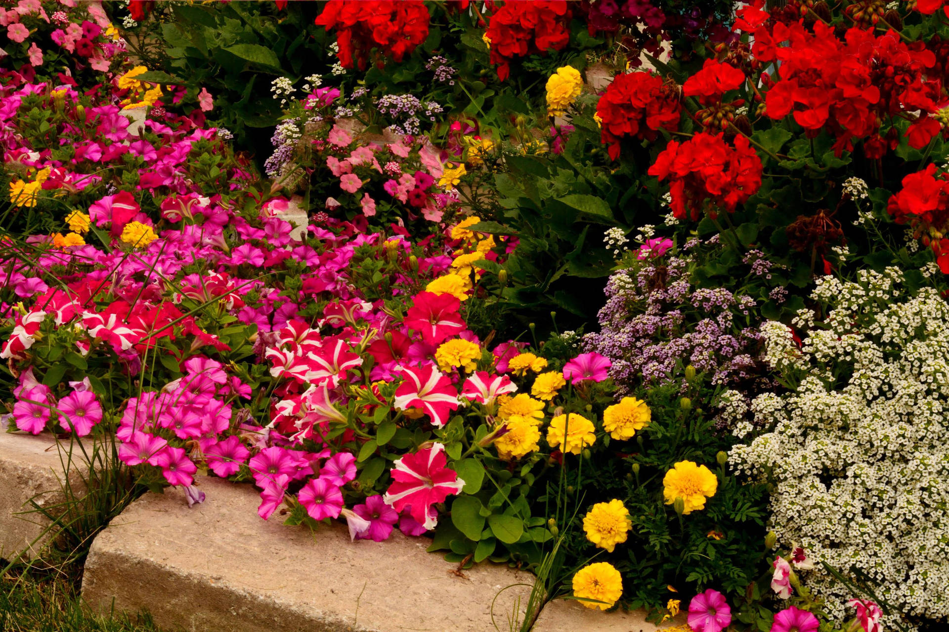 Jardimde Flores Vibrantes. Papel de Parede