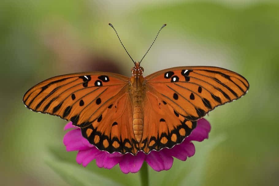 Vibrant_ Fritillary_ Butterfly_on_ Pink_ Flower.jpg Wallpaper