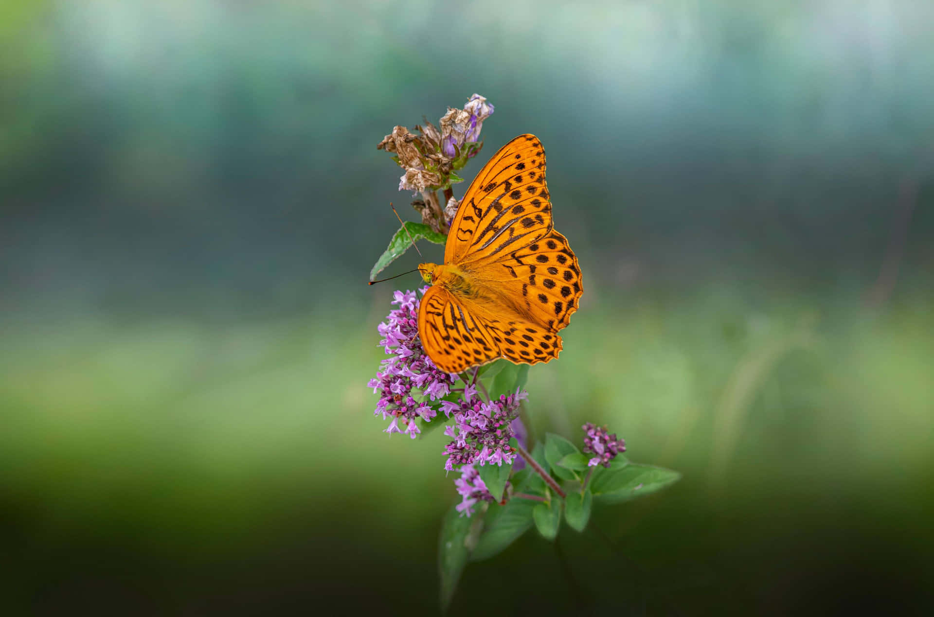 Vibrant_ Fritillary_ Butterfly_on_ Purple_ Flowers.jpg Wallpaper