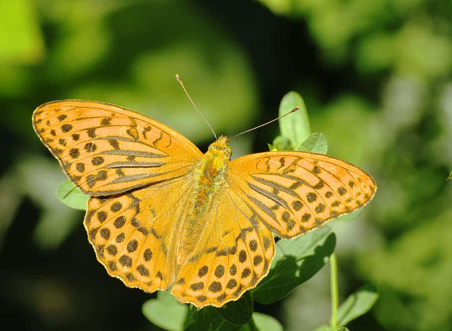 Vibrant_ Fritillary_ Butterfly_ Perched Wallpaper
