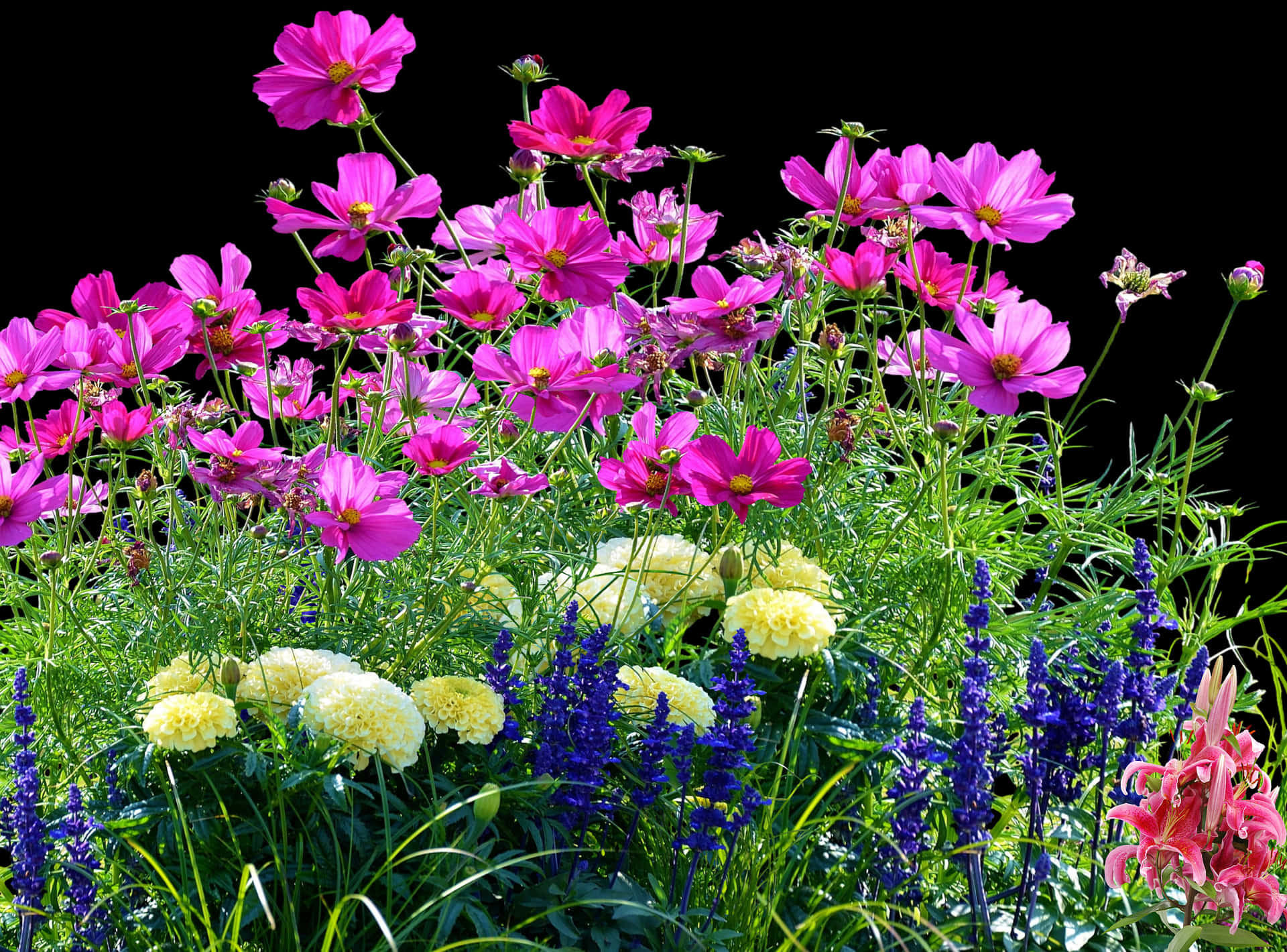 Vibrant Garden Flowers Black Background PNG
