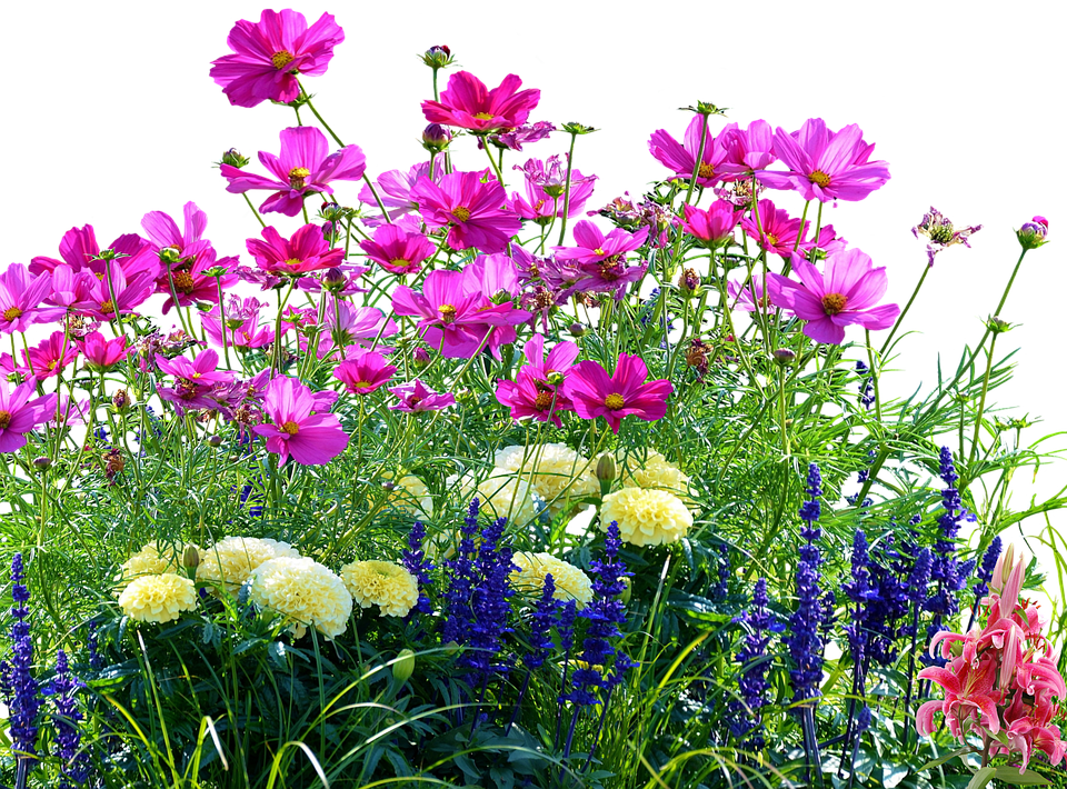 Vibrant Garden Flowers PNG