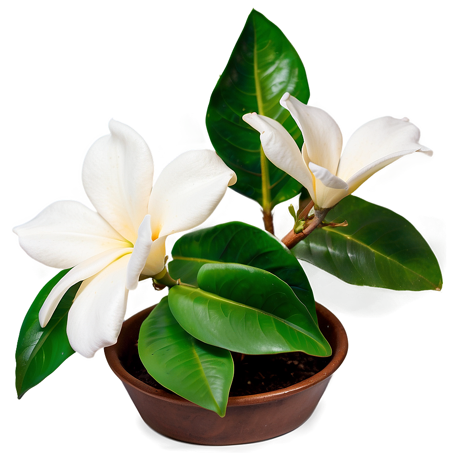 Vibrant Gardenia Png 06202024 PNG