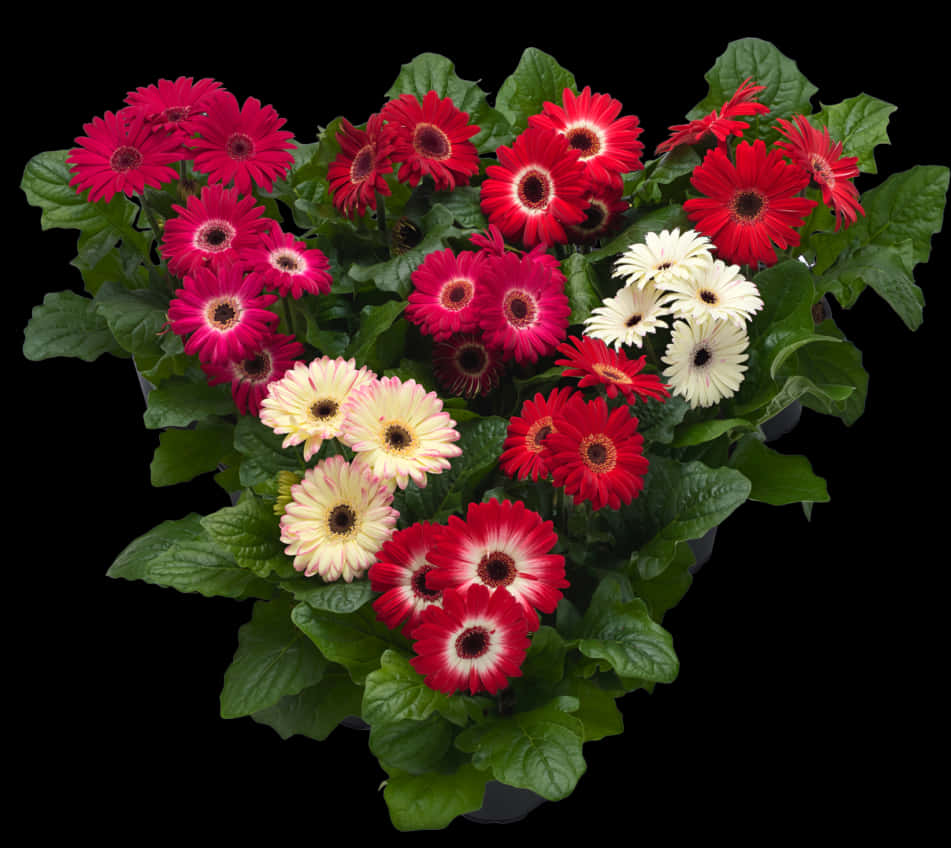 Vibrant Gerbera Daisies Top View PNG