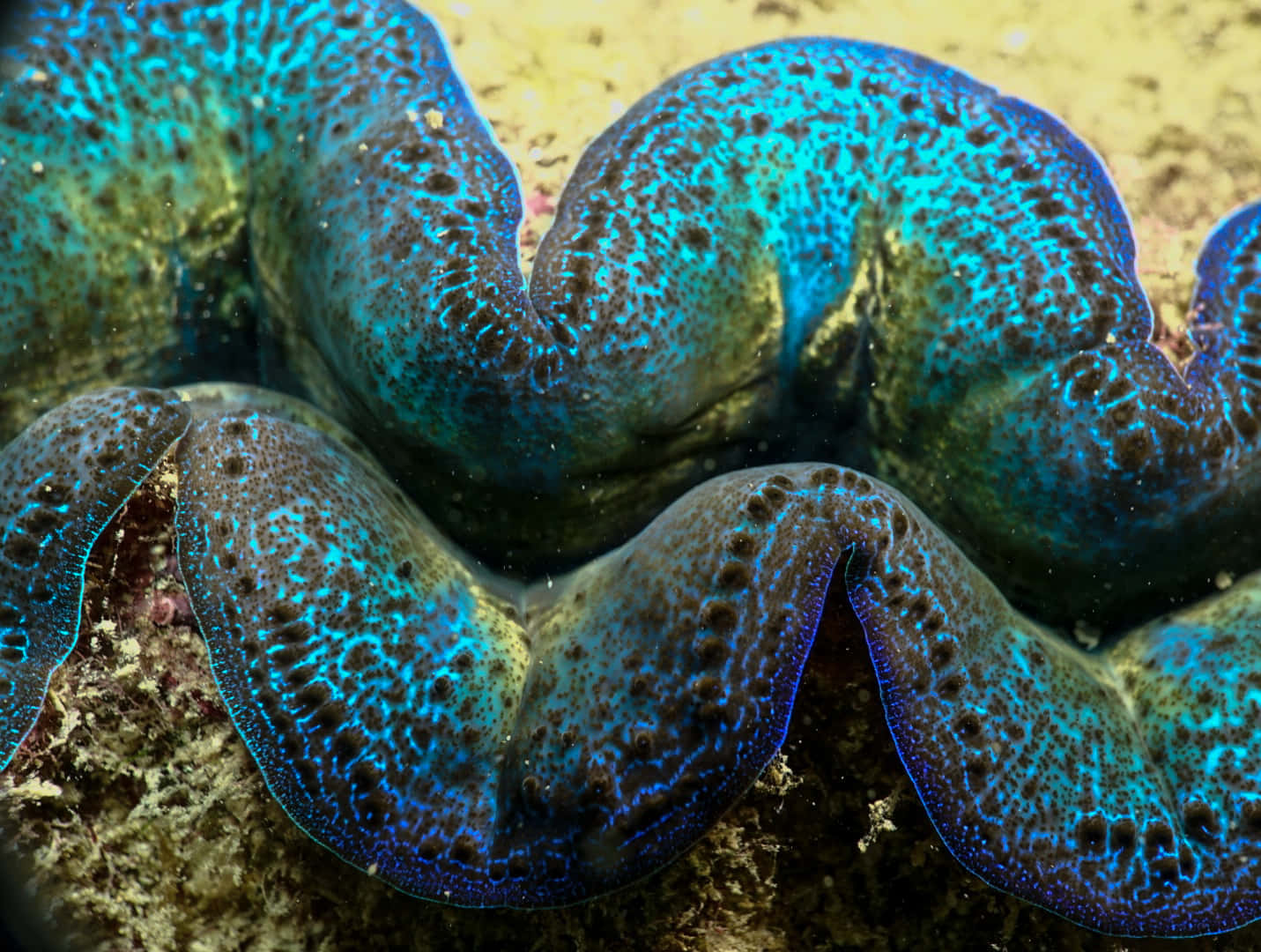 Vibrant Giant Clam Closeup.jpg Wallpaper