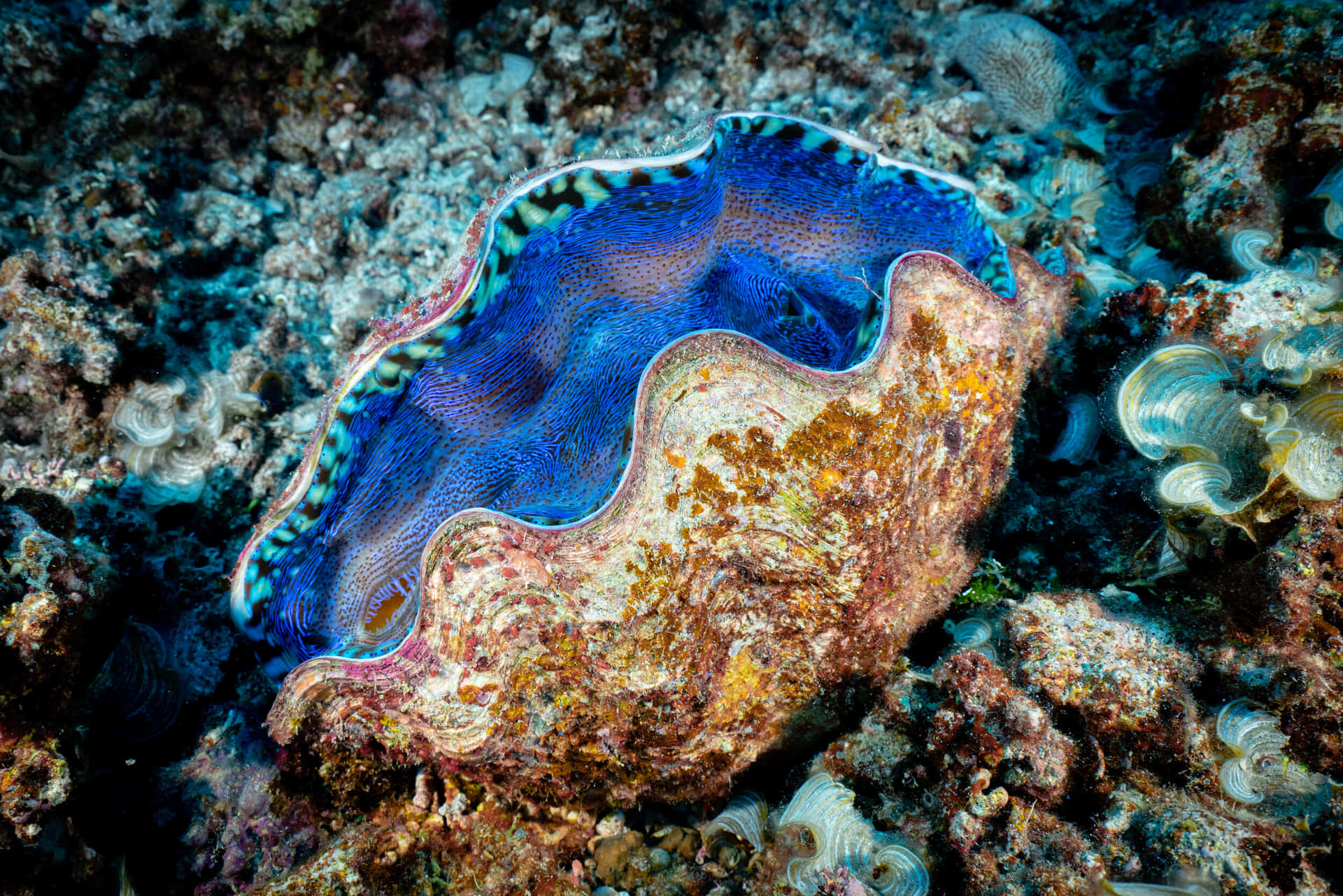 Vibrant Giant Clamon Reef Wallpaper