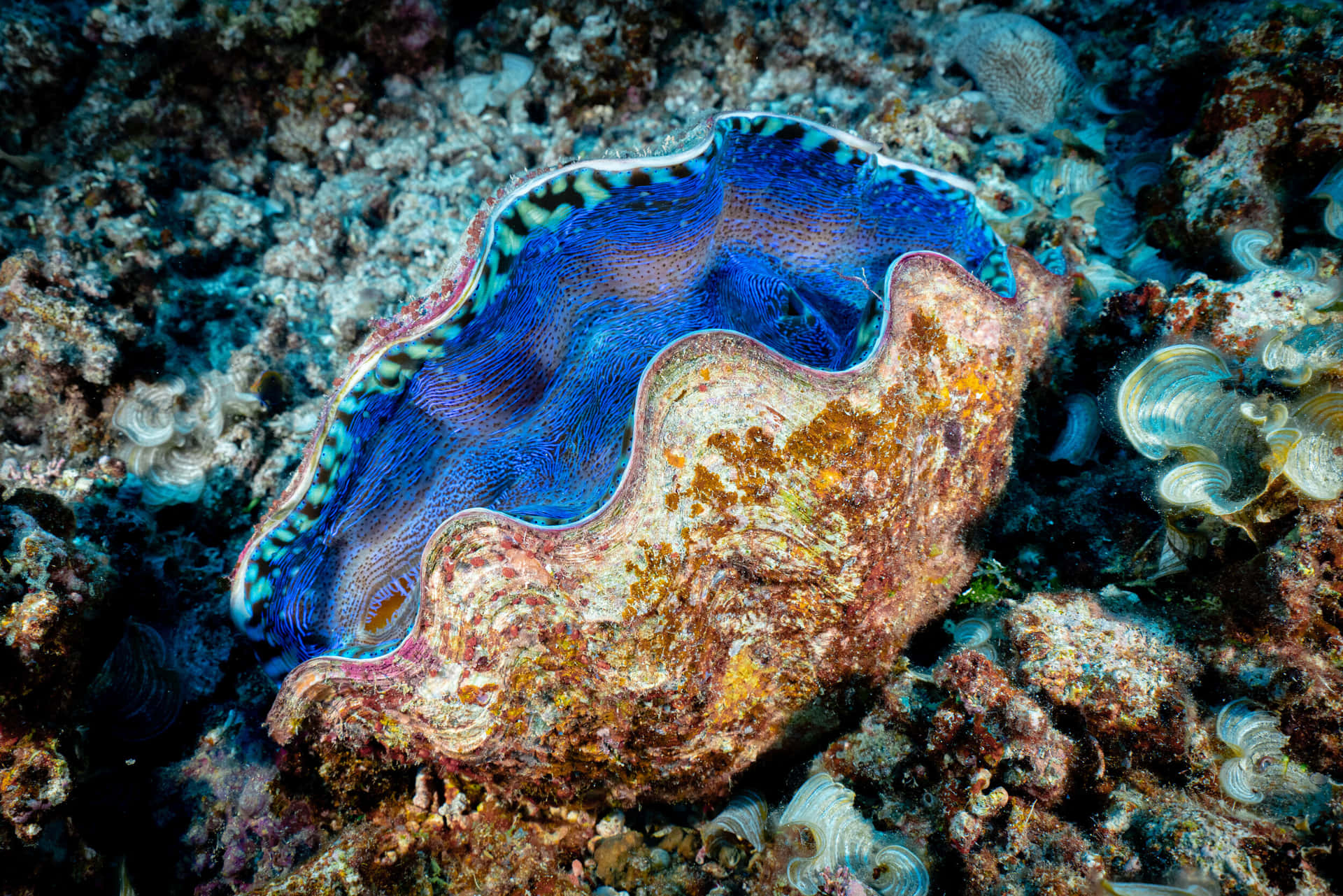 Download Vibrant Giant Clamon Reef Wallpaper | Wallpapers.com