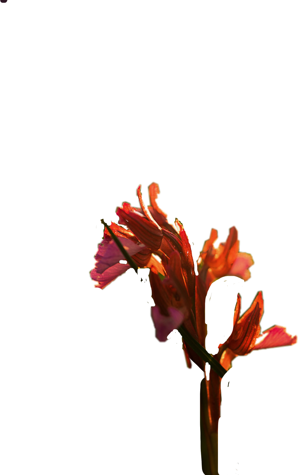 Vibrant Gladiolus Flower Against Teal Background PNG