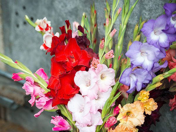 Vibrant Gladiolus Flowers In Full Bloom Wallpaper