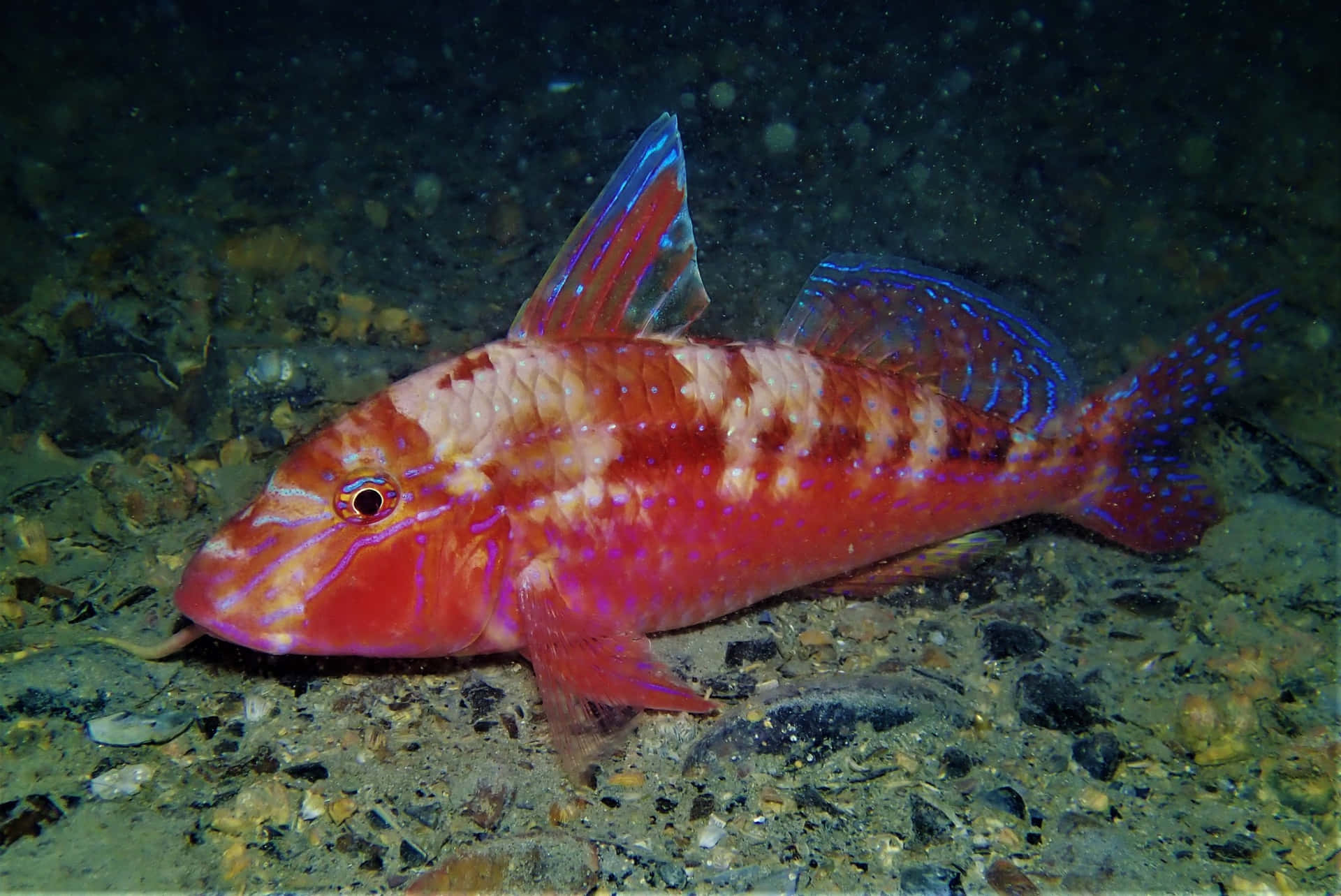 Vibrant Goatfish Underwater Wallpaper