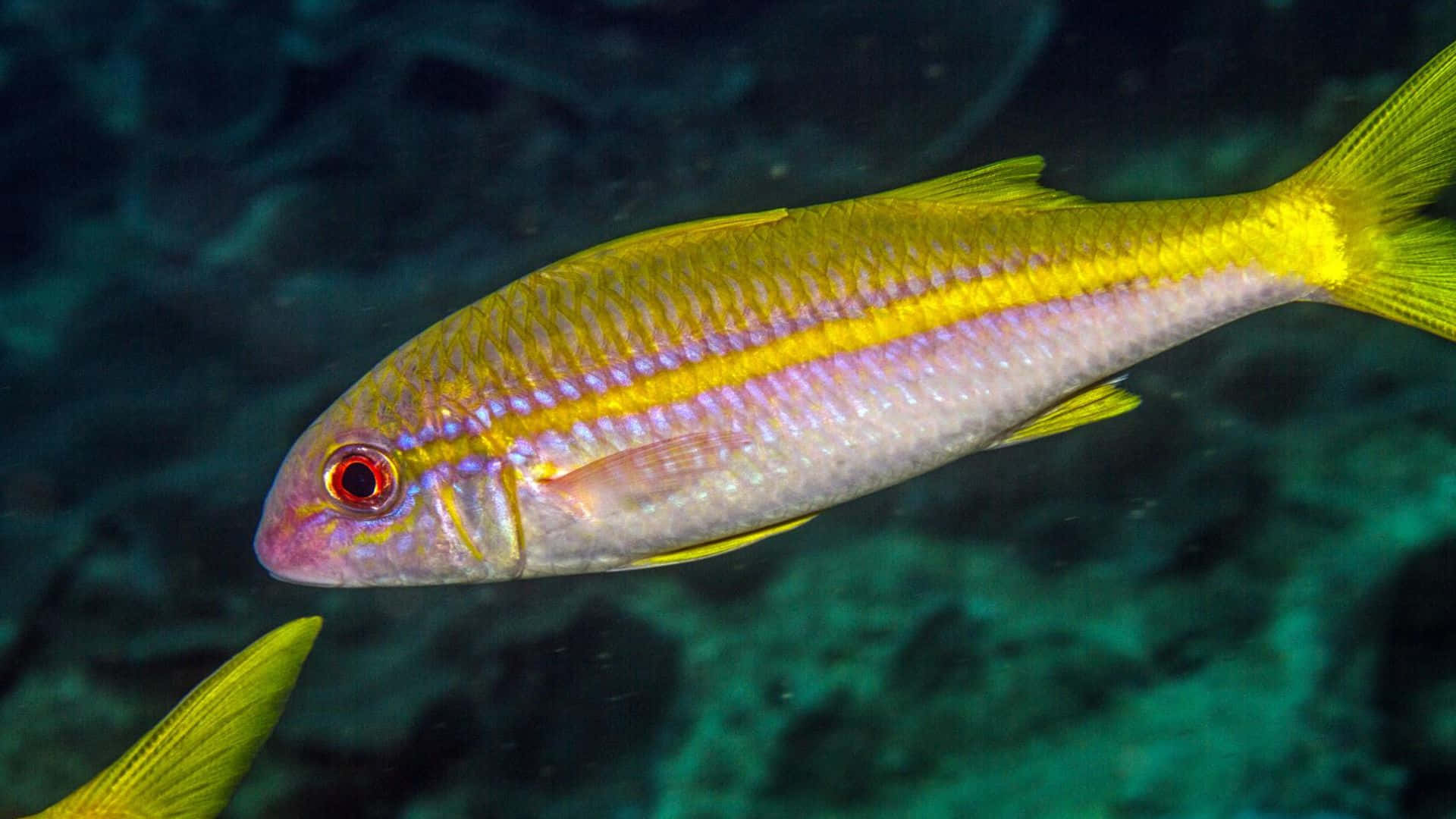 Vibrant Goatfish Underwater Wallpaper