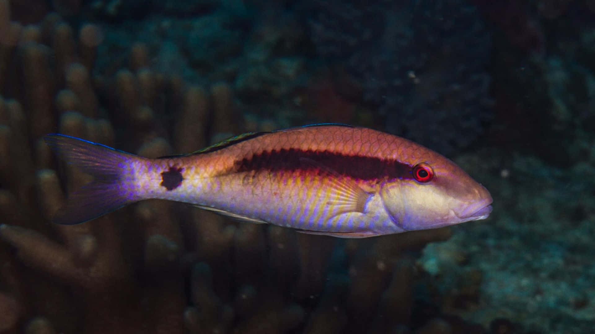 Poisson Chèvre Vibrant Sous-marin Fond d'écran