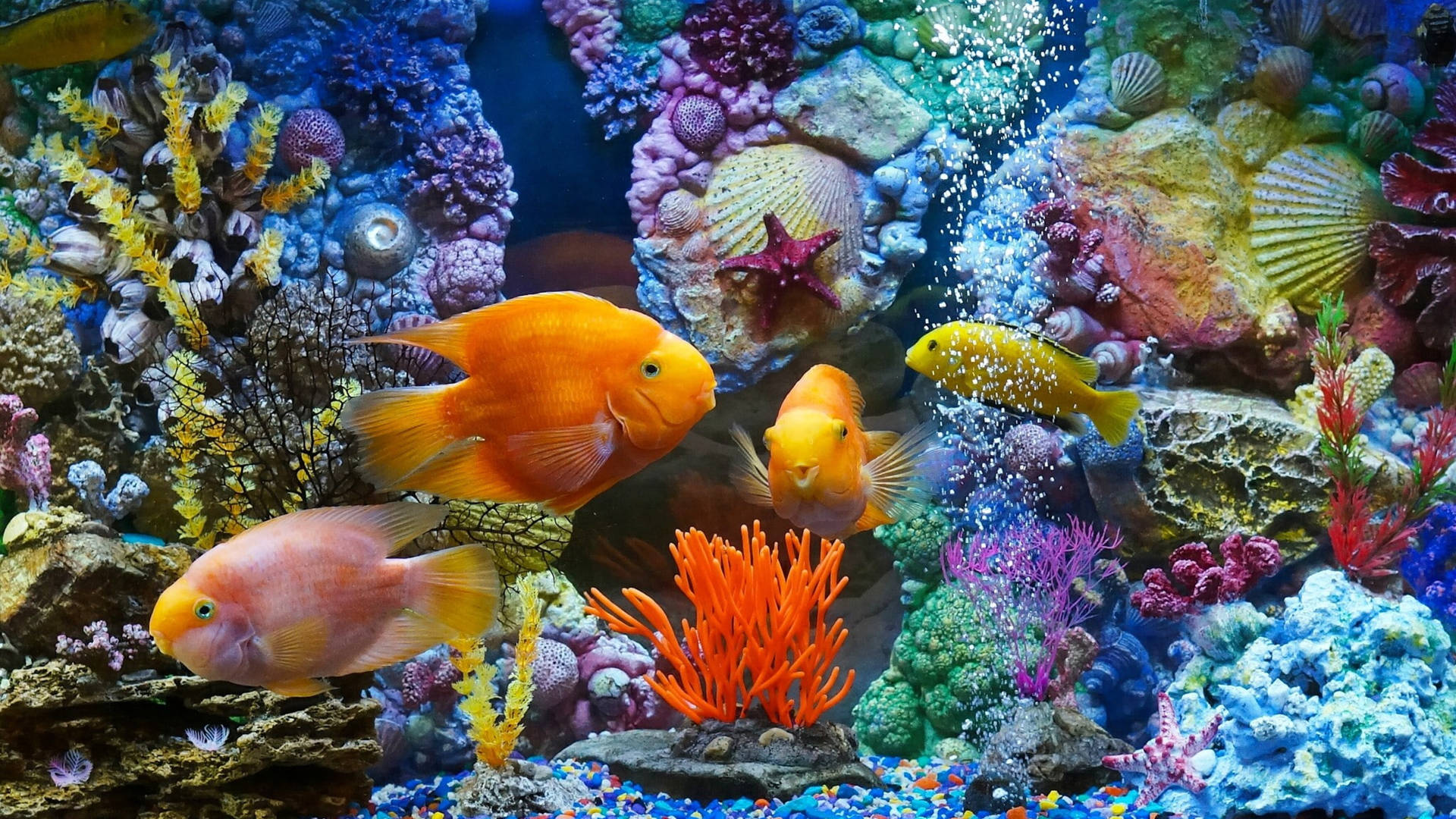 Vibrant Goldfish Aquarium