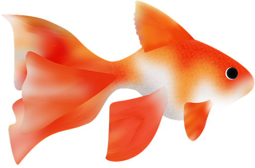 Vibrant Goldfish Illustration PNG