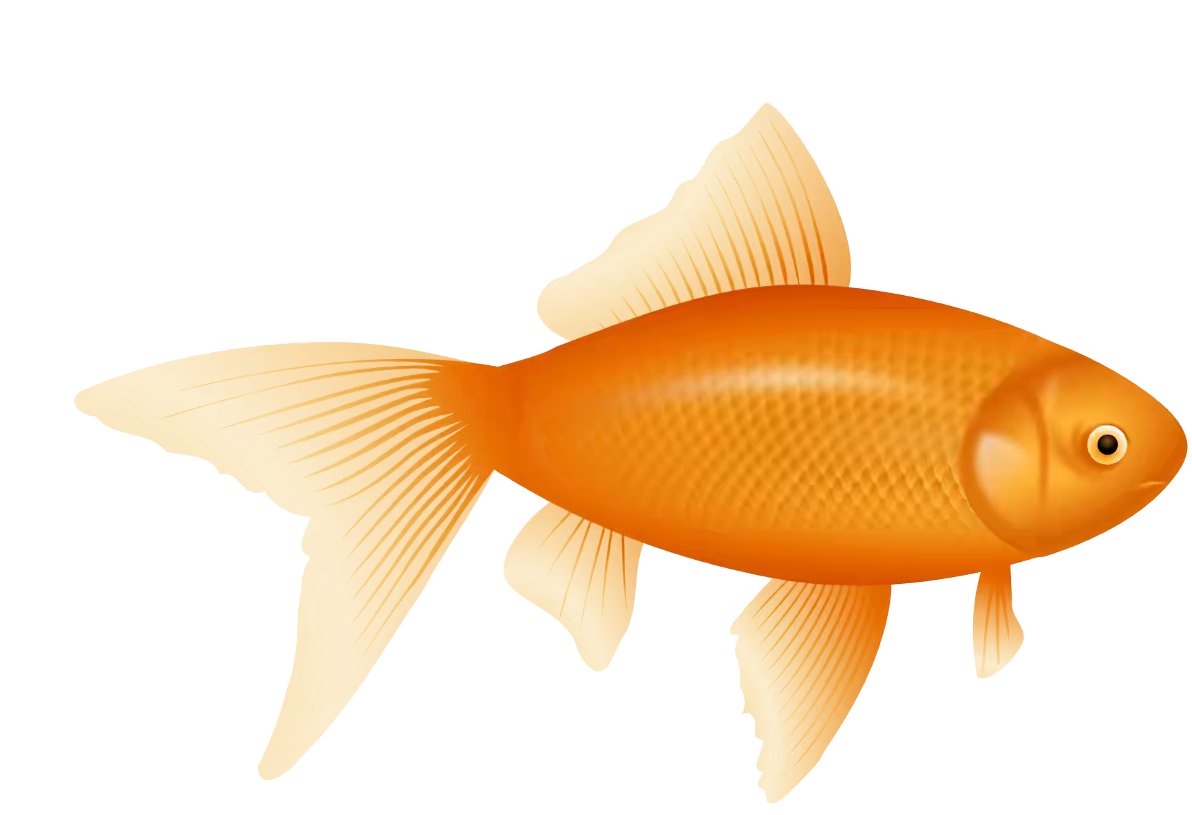 Vibrant Goldfish Illustration PNG