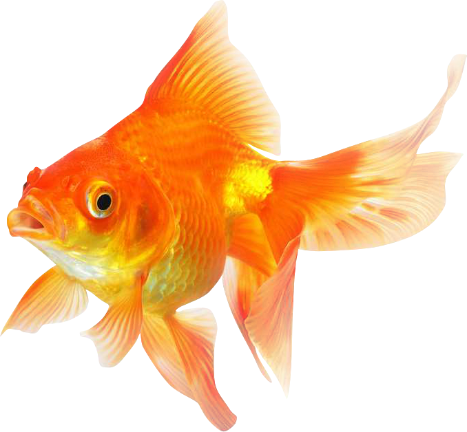 Vibrant Goldfish Isolated.png PNG