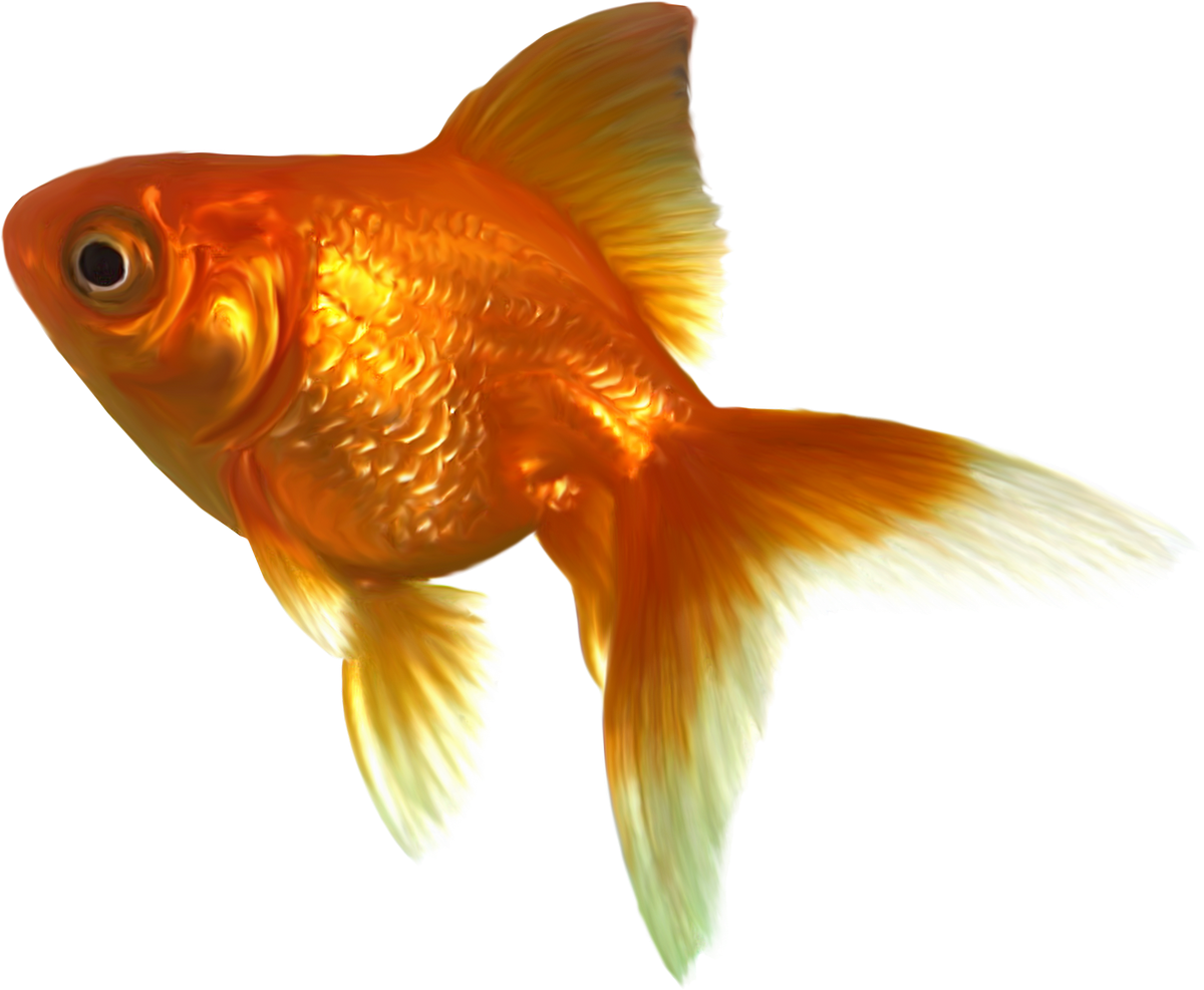 Vibrant Goldfish Swimming.png PNG