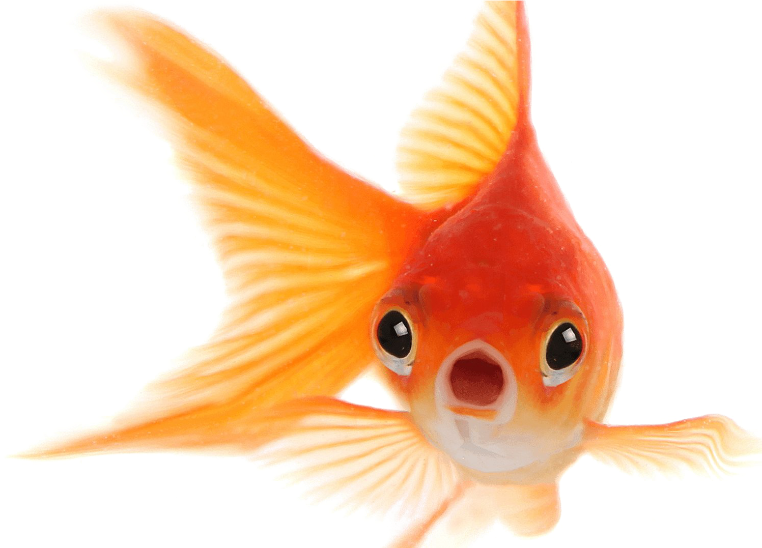 Vibrant Goldfish Swimming.png PNG