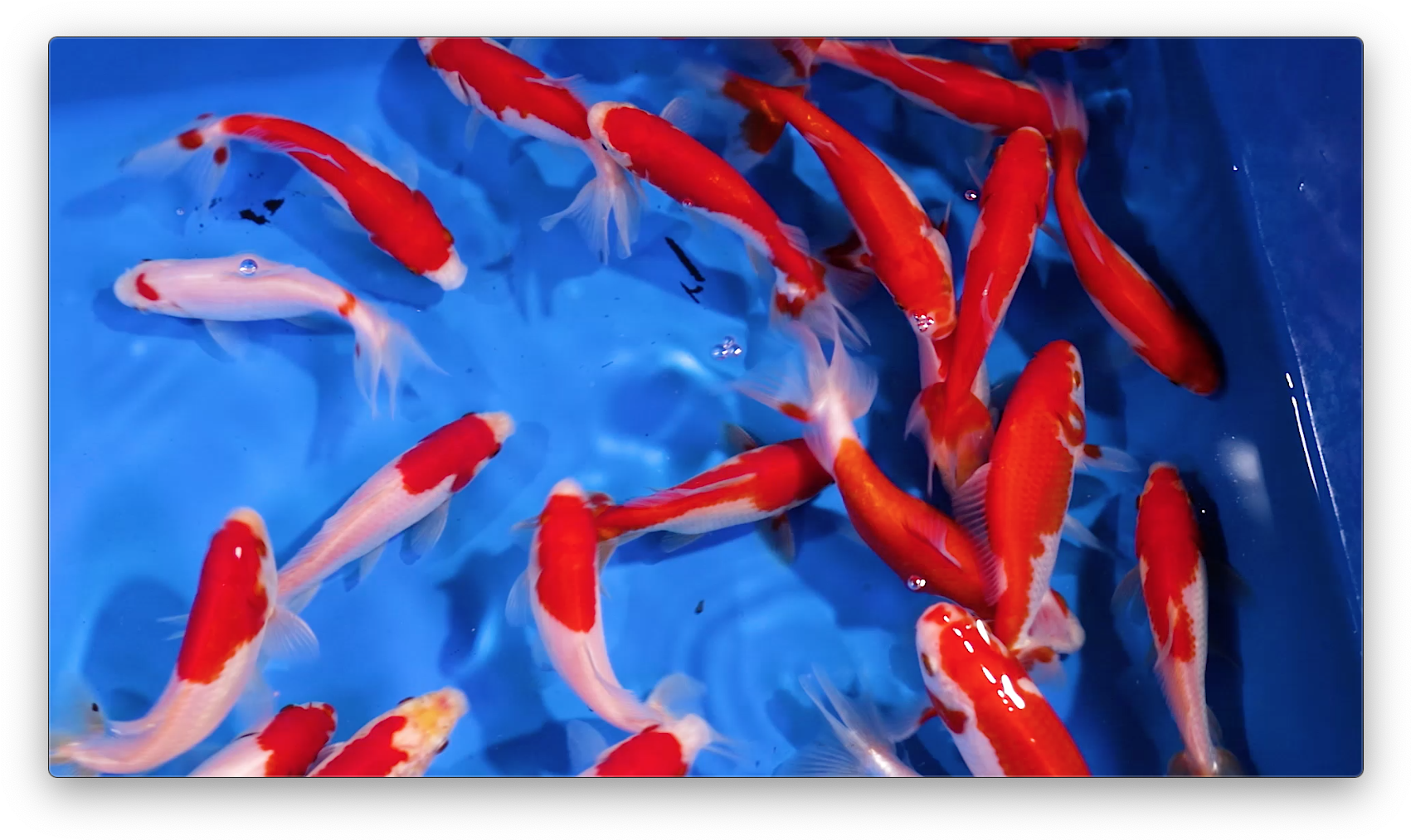 Vibrant Goldfish Swimming Together.jpg PNG
