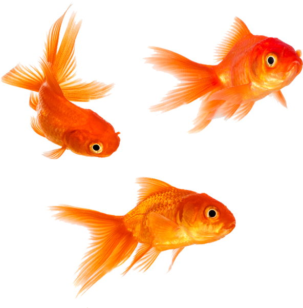 Vibrant Goldfish Trio.png PNG
