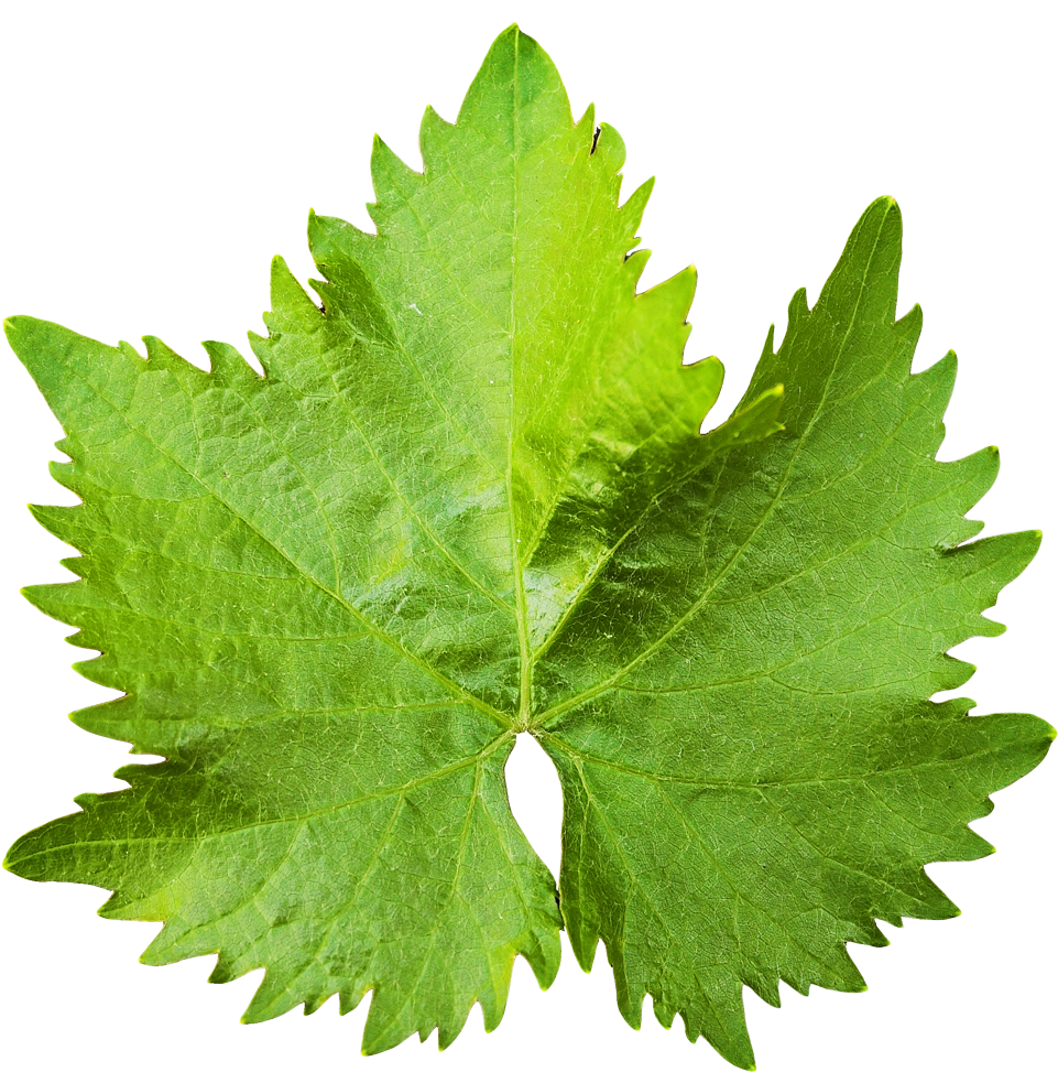 Vibrant Grape Leaf Texture PNG