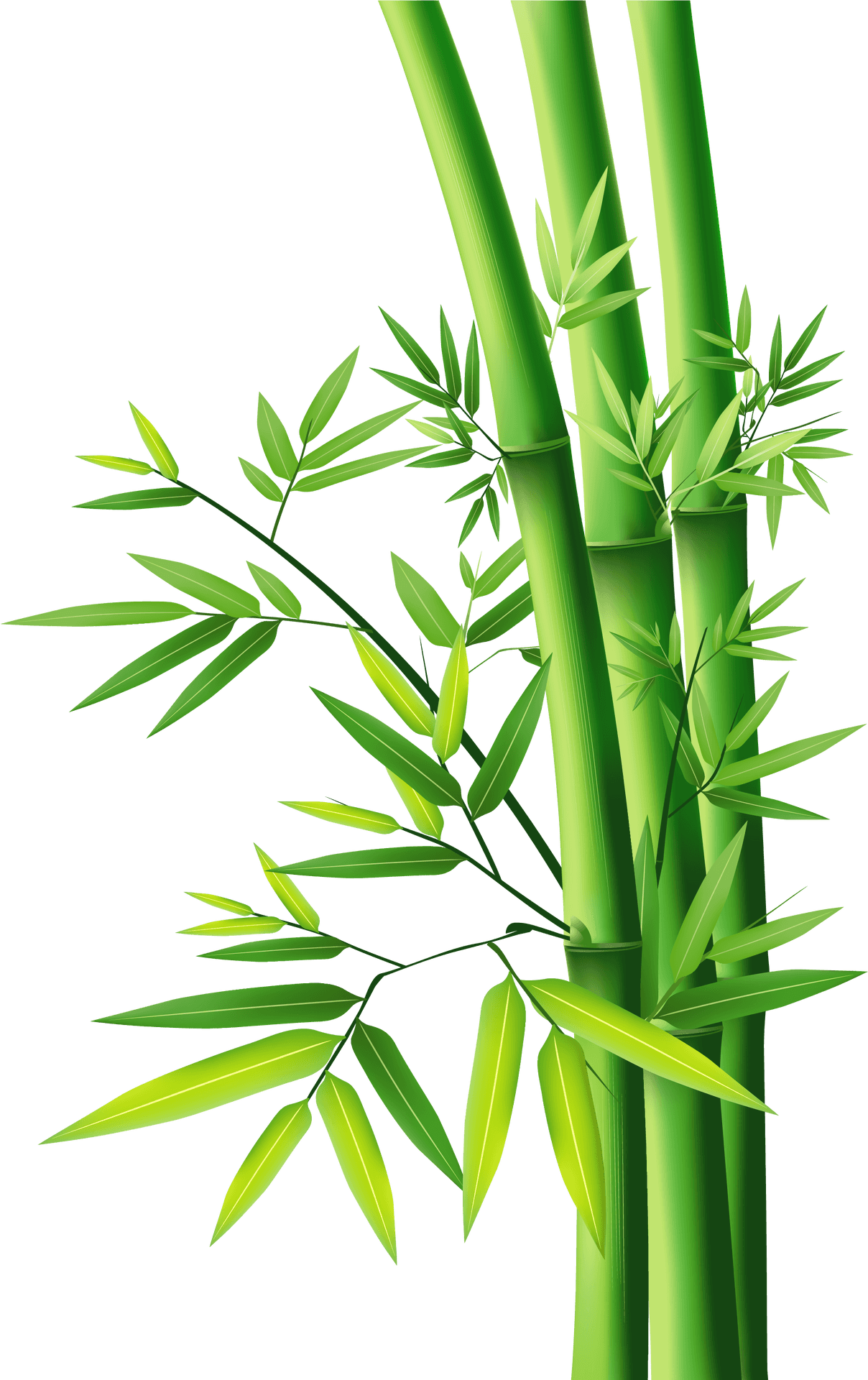 Vibrant Green Bamboo Stalks PNG