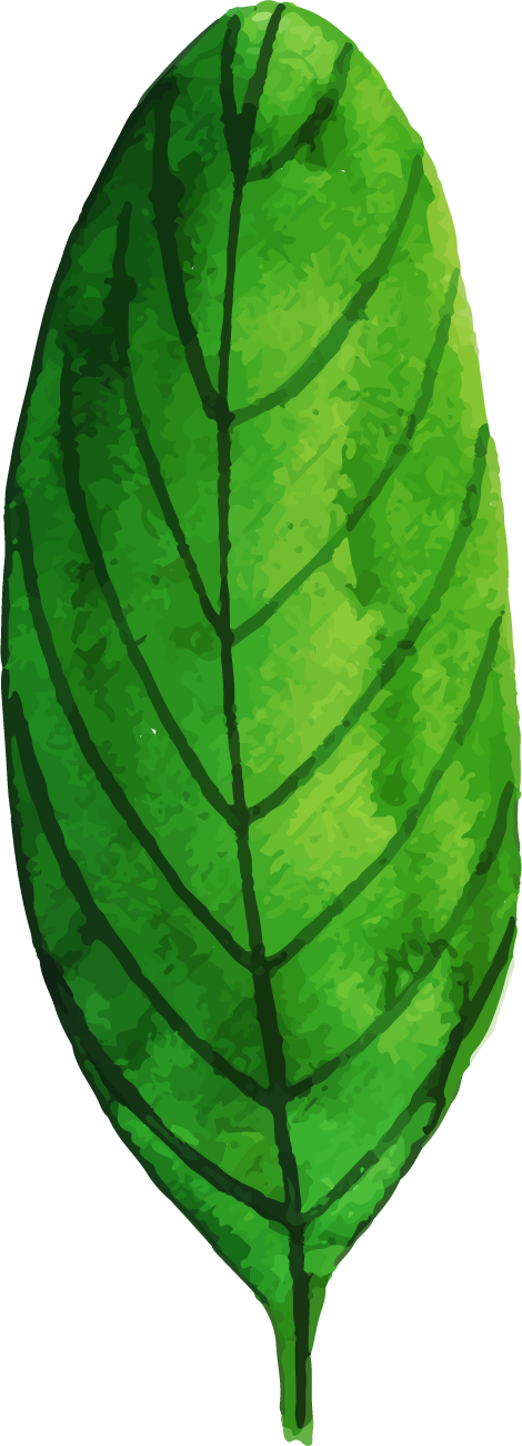 Vibrant Green Banana Leaf Illustration PNG