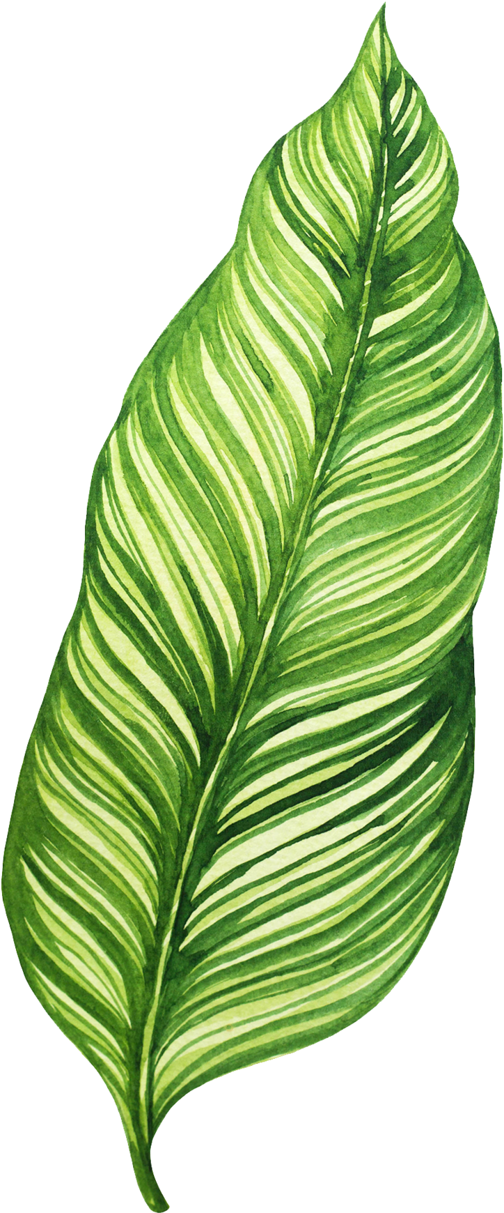 Vibrant Green Banana Leaf Illustration PNG