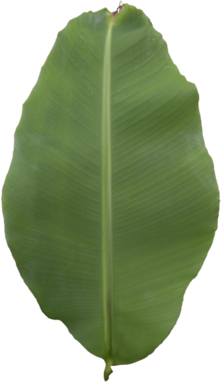 Vibrant Green Banana Leaf PNG