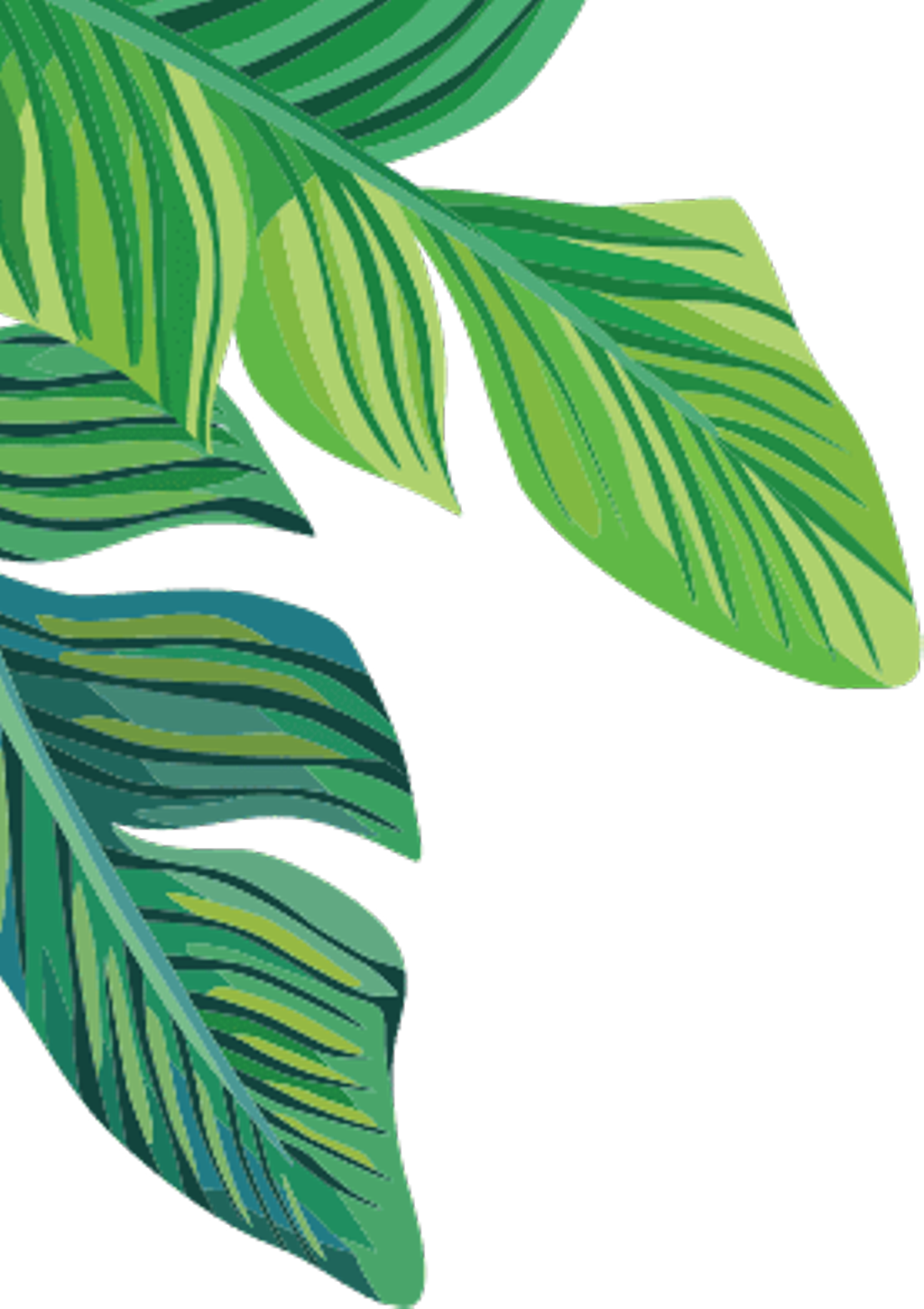 Vibrant Green Banana Leaves Illustration PNG