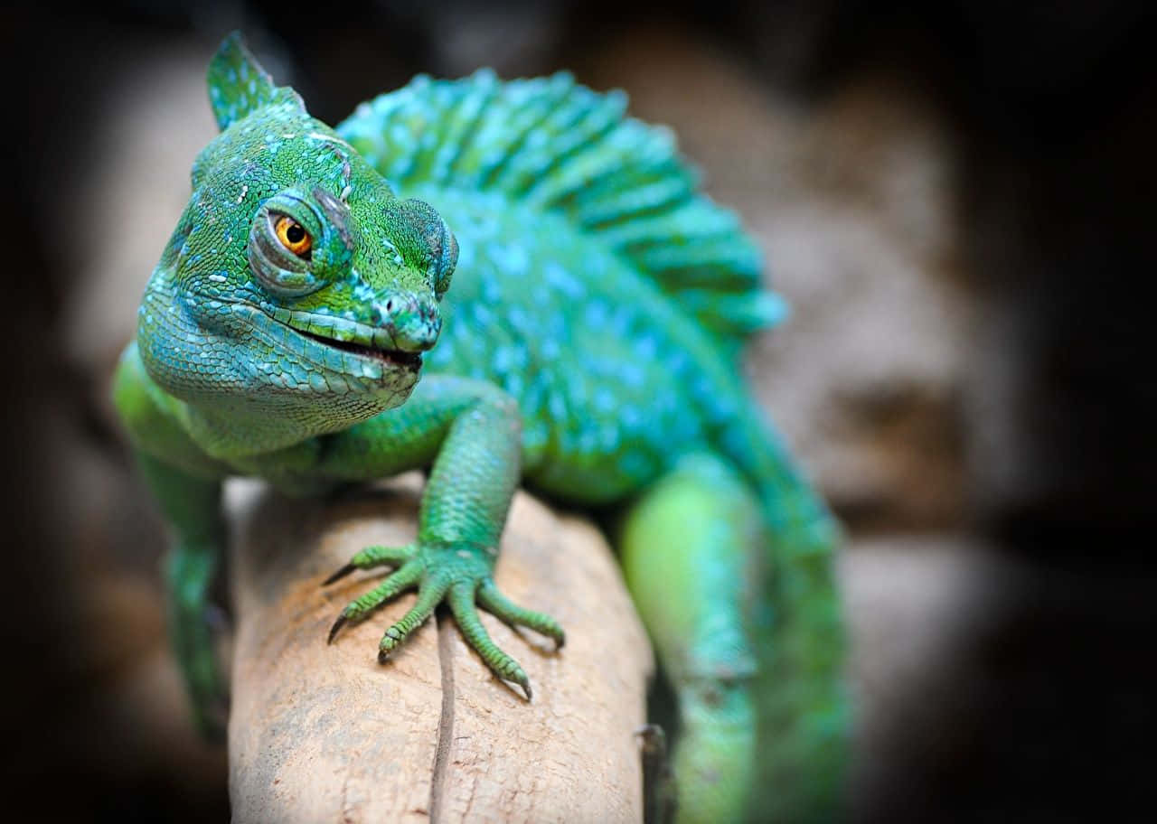 Vibrant Green Basilisk Lizard Wallpaper