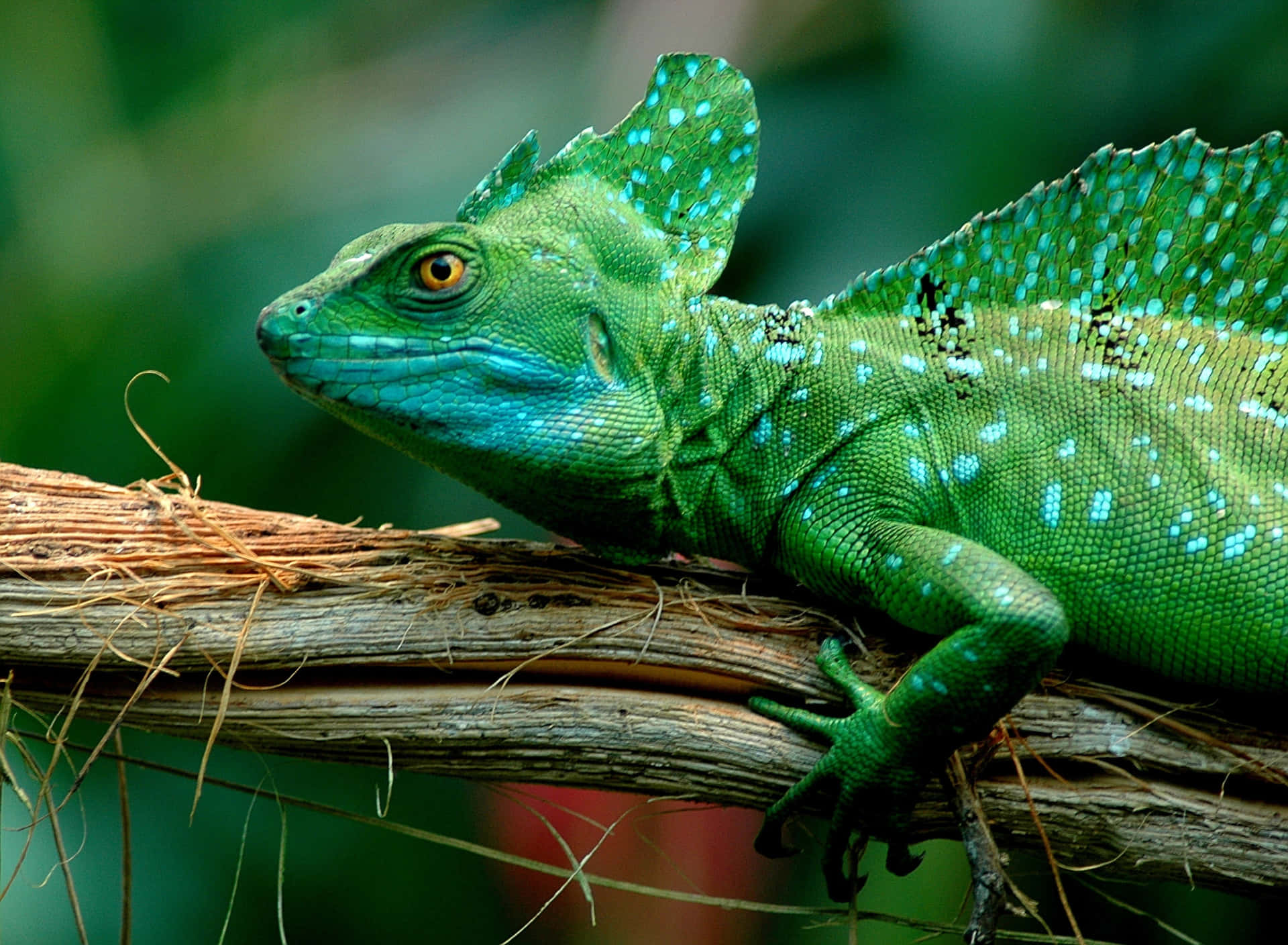 Vibrant Green Basilisk Lizard Wallpaper