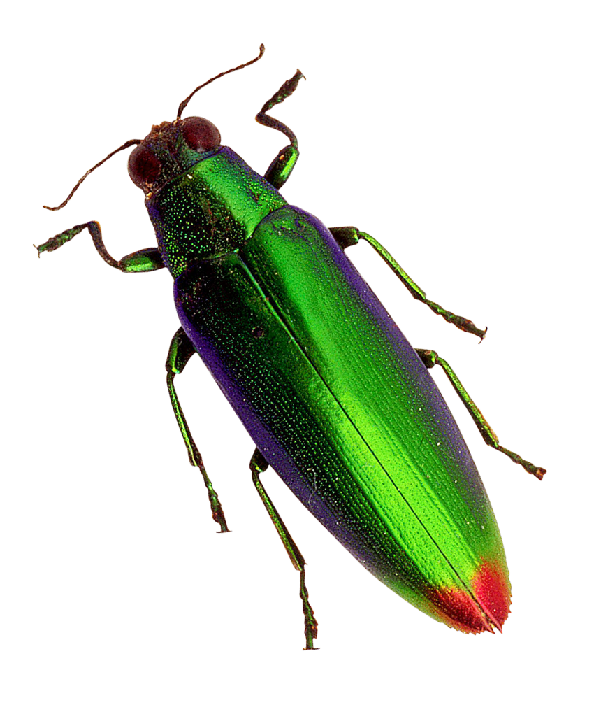 Vibrant Green Beetle PNG
