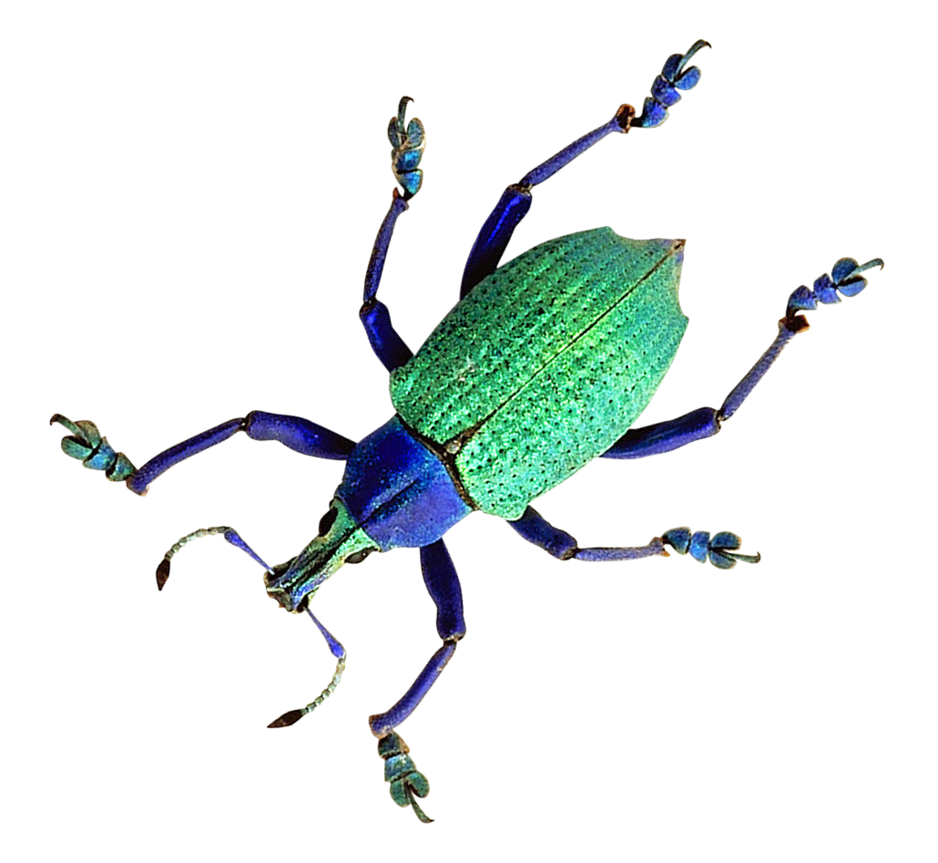 Vibrant Green Beetleon Blue PNG