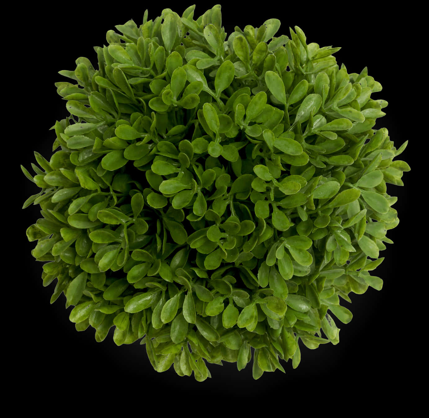 Vibrant Green Bush Top View PNG