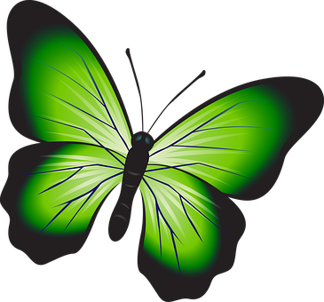 Vibrant Green Butterfly Illustration PNG