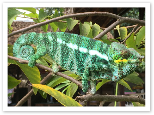 Vibrant Green Chameleon Branch PNG