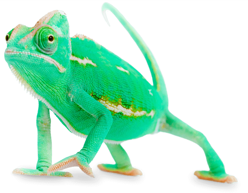 Vibrant Green Chameleon Walking PNG