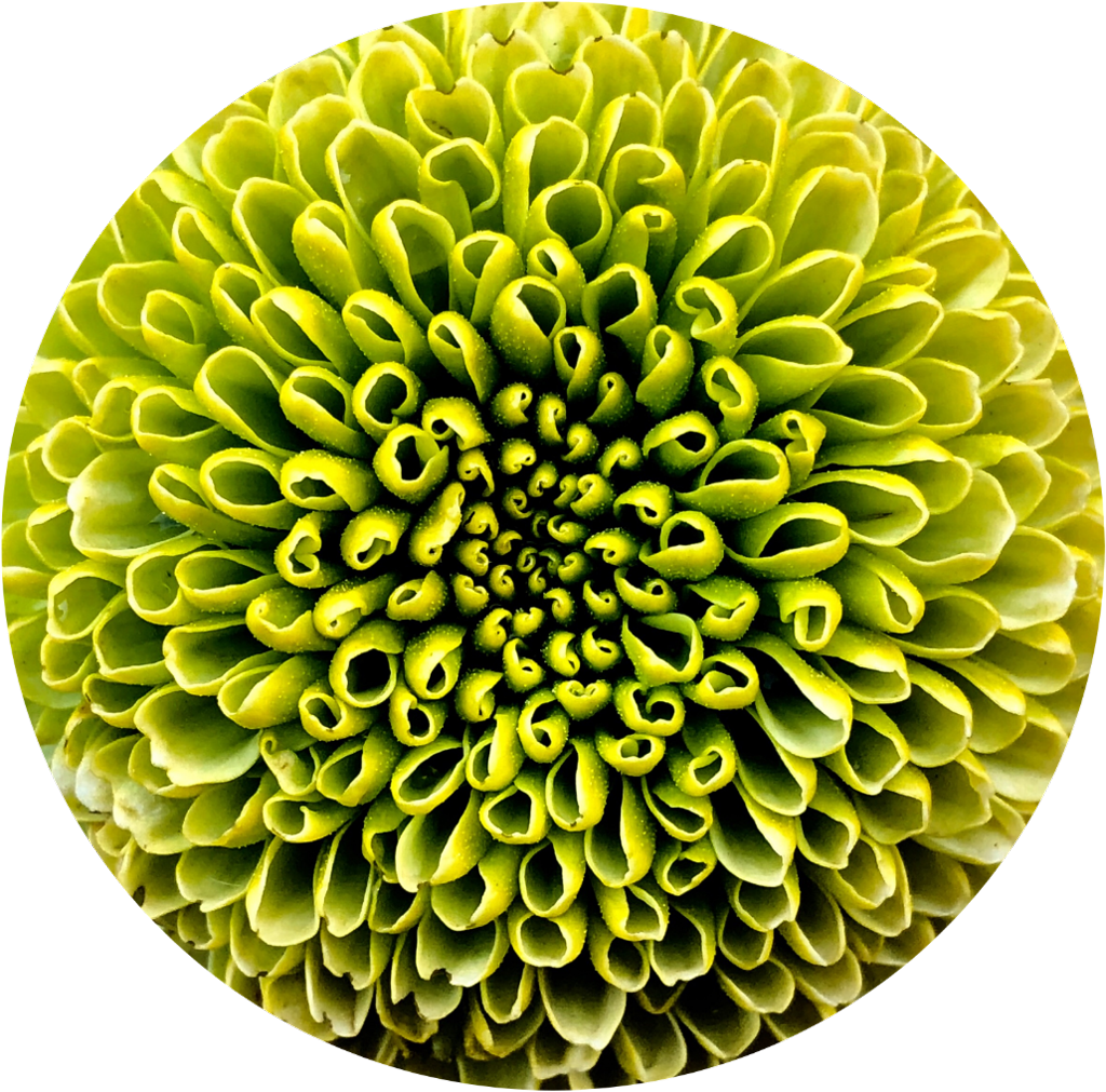 Vibrant Green Chrysanthemum Closeup PNG