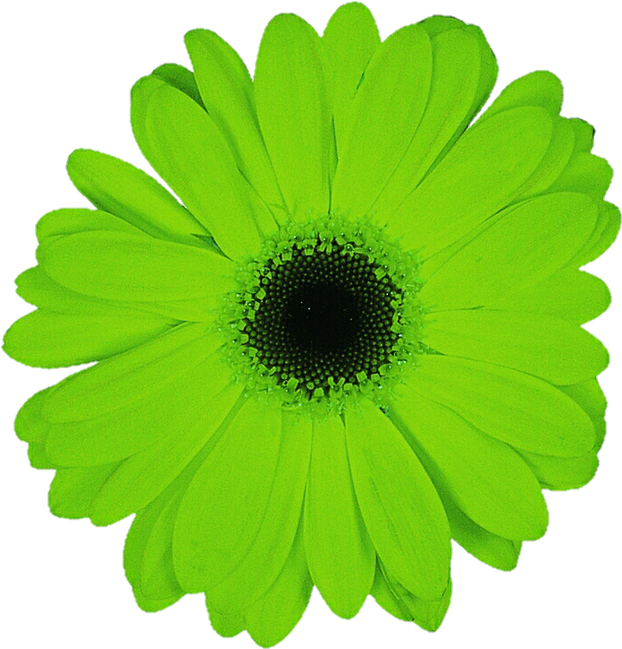 Vibrant Green Daisy Flower PNG