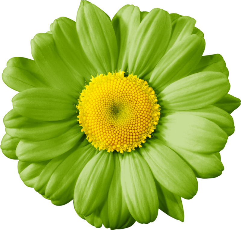 Vibrant Green Daisy Flower.png PNG