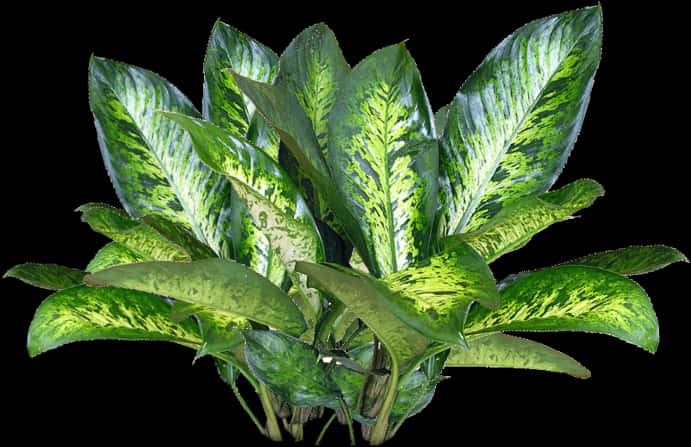 Vibrant Green Dieffenbachia Plant PNG