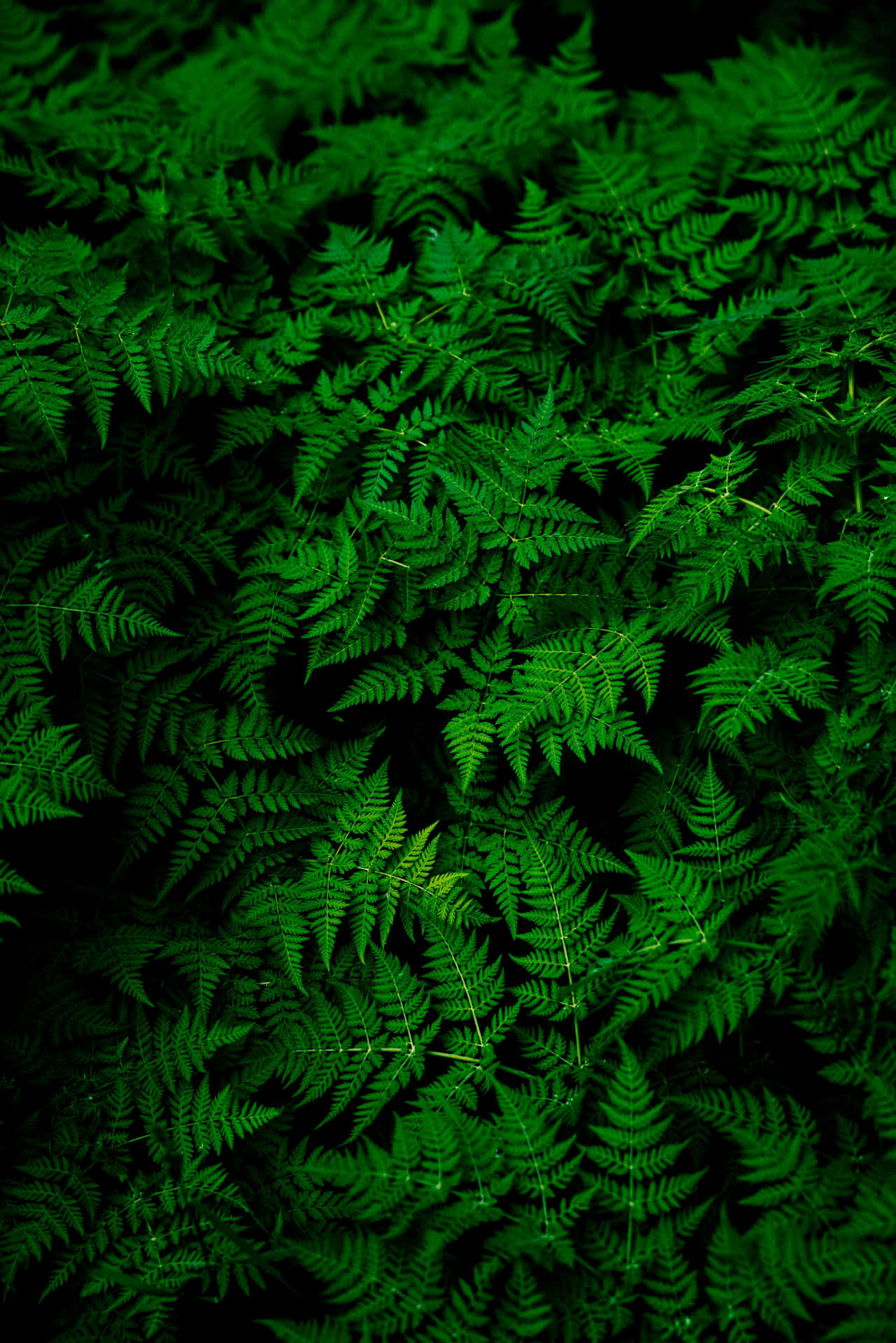 Vibrant Green Ferns Texture Wallpaper