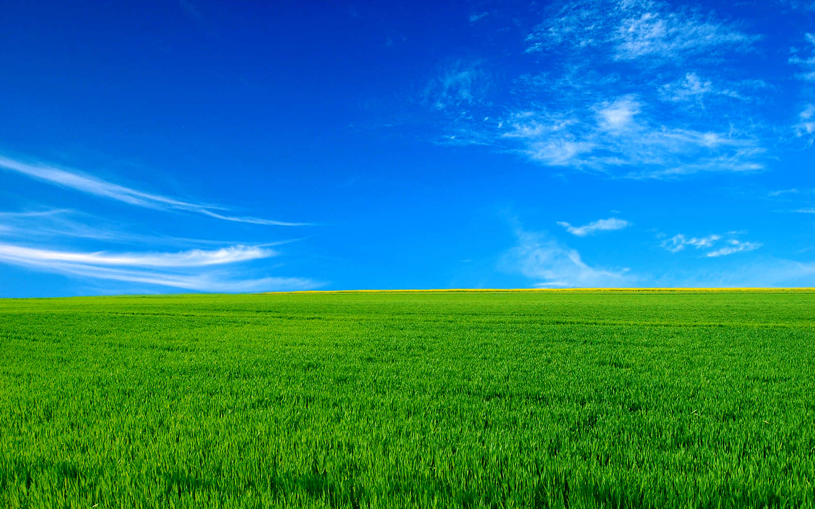 Download Vibrant Green Field Blue Sky Wallpaper | Wallpapers.com