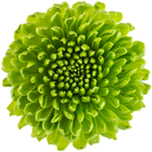 Vibrant Green Flower Bloom PNG